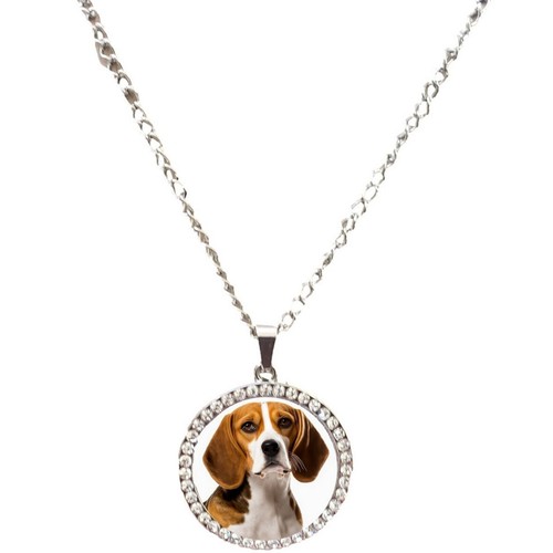 Beagle dog pet silver colour - pet,