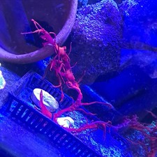 🔥🐲 Dragon’s Breath