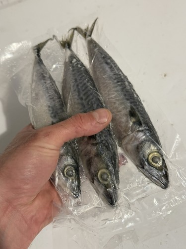 Frozen mackerel sea - frozen,