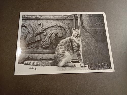 Postcard cat black and white - cat,,
