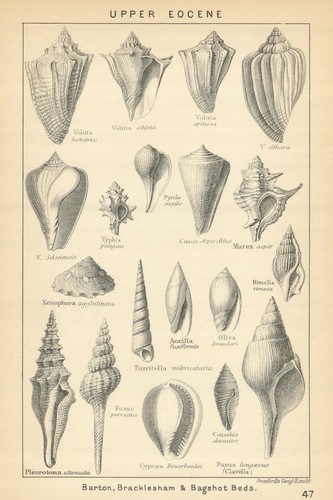 British fossils upper eocene - british, fossils.