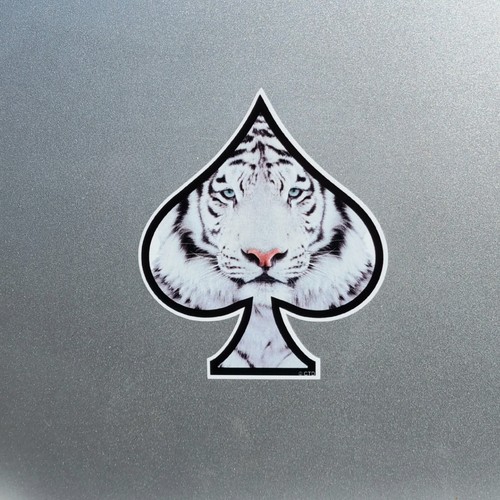 White siberian tiger - siberian, ace