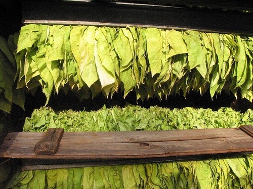 Golden virginia tobacco - virginia, seeds
