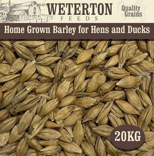 20kg home grown barley - home-grown, grain