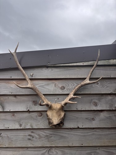 Highland red stag - stag, antlers