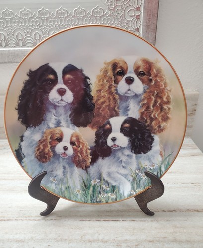 Cavalier king charles - king,