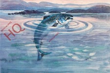Picture Postcard>>Fish, Salmon, Otter Ferry Salmon