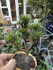 Japanese Pine Tree. Name Is 千寿丸