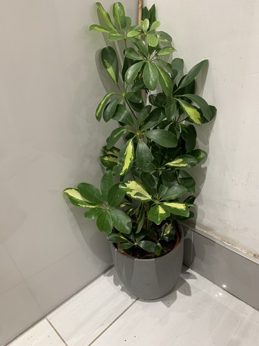 Schefflera gold capella - schefflera,