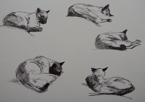 Ink drawing cat - , multiple