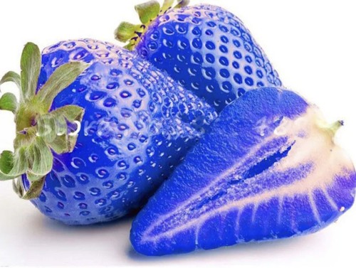Blue strawberry seeds - strawberry,