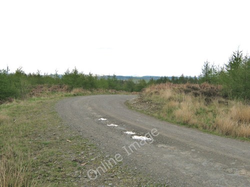 Photo 6x4 forest - 6x4, a