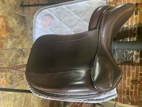 Childeric brown dressage - childeric,