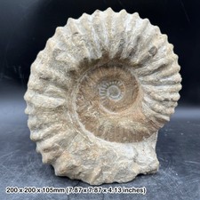 Large Fossilised Mantelliceras