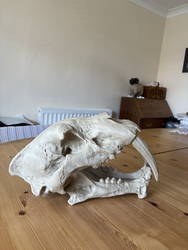 Sabretooth tiger skull - sabretooth,