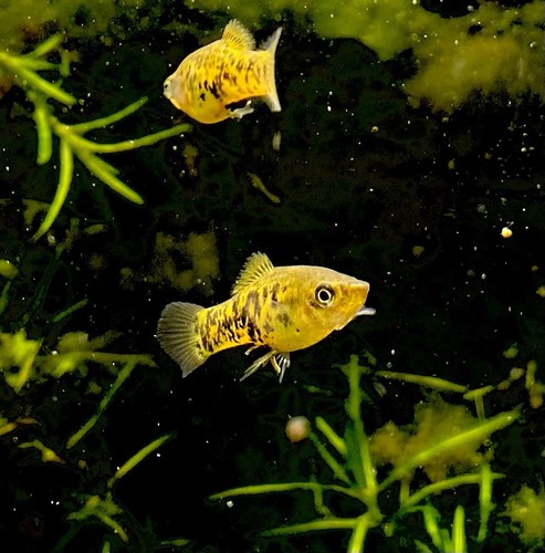 Rare threatened catemaco x - threatened,