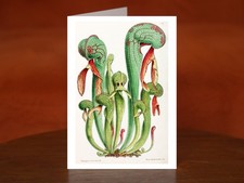 Darlingtonia Californica from