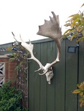 Taxidermy Fallow  Deer Antlers On  Skull  No2 