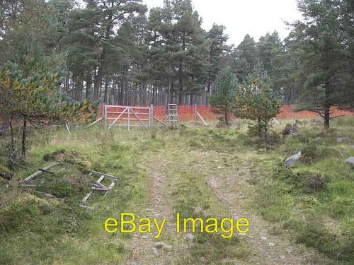Photo 6x4 deer fence - photo,