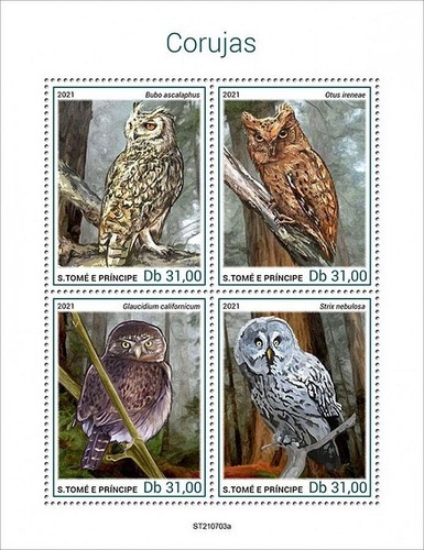 Owls birds prey - owls,
