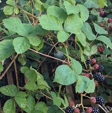 15 x Organic Wild Bramble Blackberry Leaves - Fresh Cut - For Stick Insects