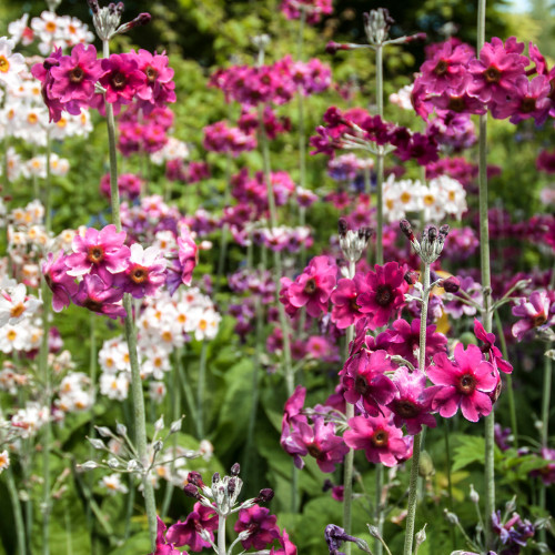Primula candelabra mixed seeds - primula,