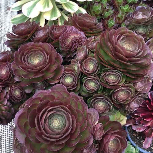 Different fresh aeonium - 10.,