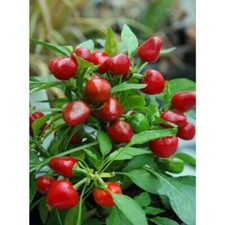 Chilli Pepper, 'Trinidad Cherry Pepper' 6 Seeds Super Hot. 1st Class UK Delivery