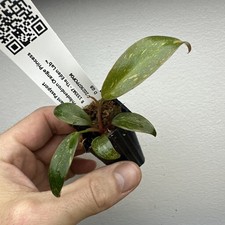 Philodendron Orange Princess -