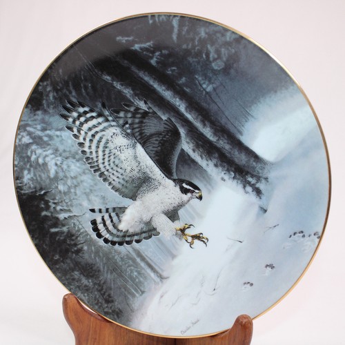 The northern goshawk plate - the,