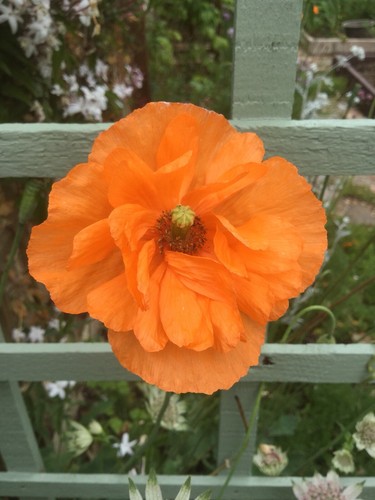 Poppy tangerine dream 1000 - poppy,