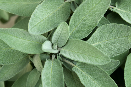 Sage herb plug plants - 4, |