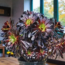 Aeonium Arboreum Schwarzkopf