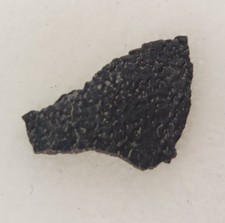 Hadrosaur Egg Shell Fossil -