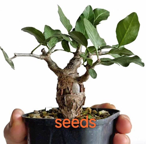 Bursera simplicifolia - bursera,