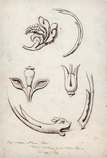 H. B. Garling Pen & Ink