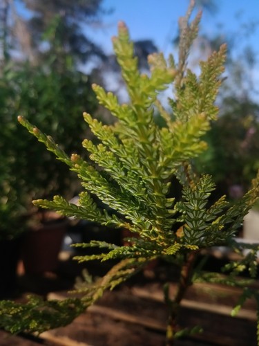 Japanese hiba thujopsis - japanese, hiba/thujopsis