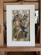 Vintage Bird Print Woodpeckers