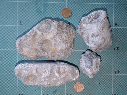 Multi specimen fossil blocks - multi-specimen,