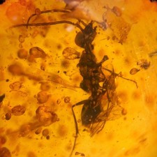 WINGED ANT in Burmese /