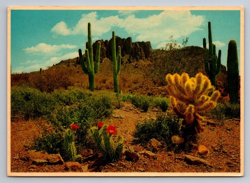 Beaver tail and cholla cactus - beaver,