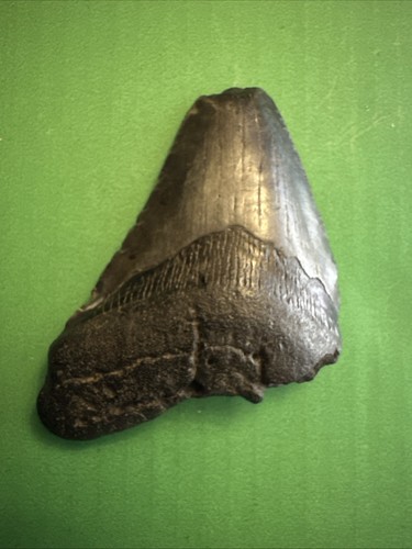 Megalodon tooth fossil genuine - megalodon,