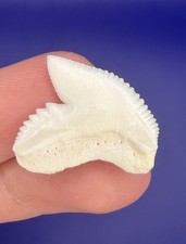 Quality White Serrated Modern