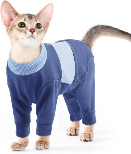 Cat overall kitten - kitten, recovery