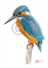Bird KINGFISHER colour pencil
