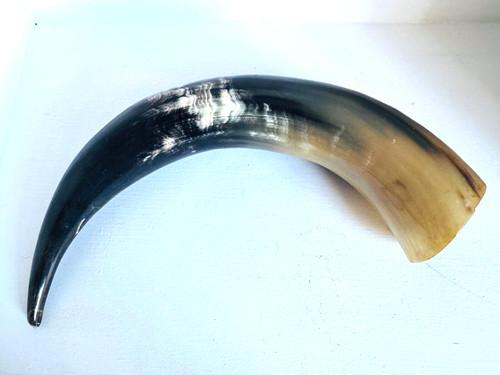 Cow bull horn polished and - polished,