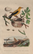 Pine saw-fly. Loricaria Catfish. Eurasian Golden Oriole. Nest. egg 1833 print
