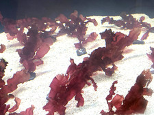 Cryptonemia Crenulata Macro Algae for Marine Aquarium Refugium Sump Filter