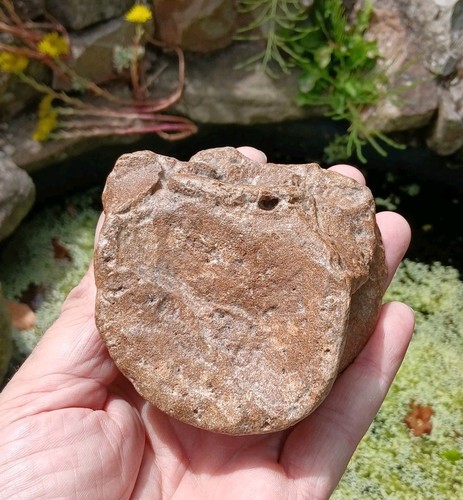 Fossil plesiosaur vertebrae - plesiosaur,