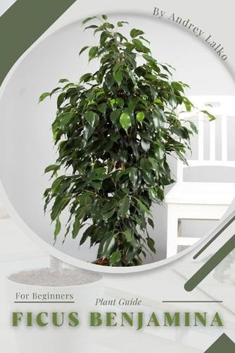 Ficus benjamina plant - benjamina:, guide